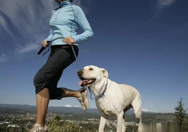 钻石配资 狗狗撒欢爱玩啥？十大运动大揭秘，你家毛孩中几项？